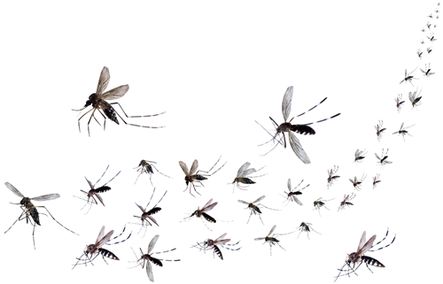 Microaggressions are like mosquito bites.  They can add up and become more than a nuance and can become toxic.